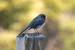 Photos Junco Ardoisé
